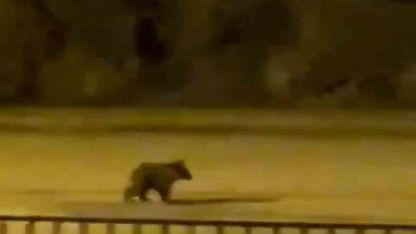 Yolunu şaşıran yavru ayı ilçe merkezine indi