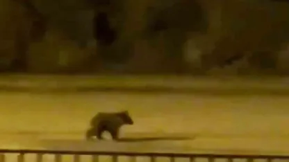 Yolunu şaşıran yavru ayı ilçe merkezine indi