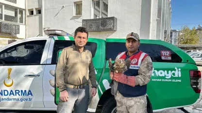 Kilis’te yaralı kızıl şahin koruma altına alındı