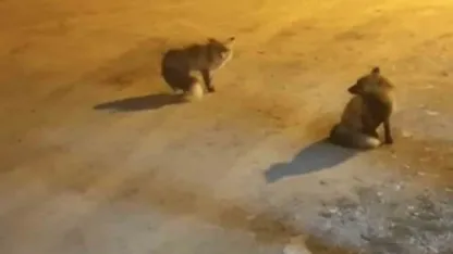 Tilkileri için yaylayı terk edip şehre gidemiyor