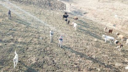 Refahiye’de kaybolan hayvanlar bulunarak sahibine teslim edildi