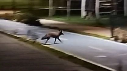 Tekirdağ sahilde tilki görüntülendi