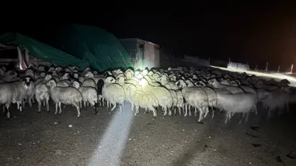 Yoğun siste kaybolan 200 koyun drone destekli aramayla bulundu