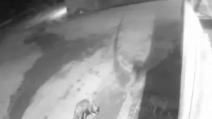 Aşkale’de aç kalan kurtlar köye indi