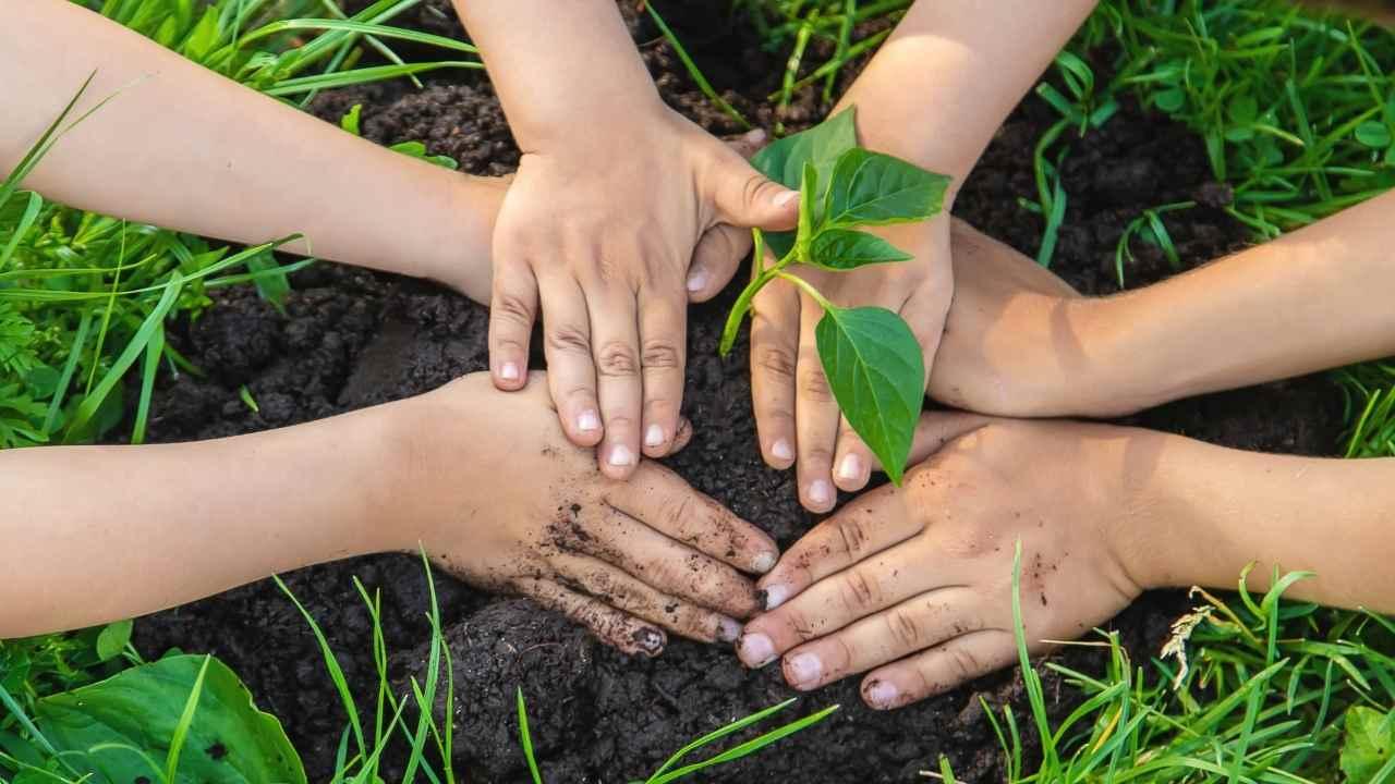 Ağaç dikmek için en doğru zaman açıklandı! Uzmanlar aynı cevabı verdi
