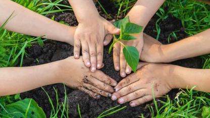 Ağaç dikmek için en doğru zaman açıklandı! Uzmanlar aynı cevabı verdi