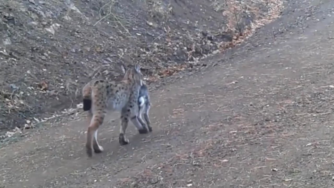 Avını taşıyan vaşak kamerada