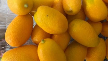 Bayburt’ta egzotik meyve sürprizi: Kumkuat raflarda yerini aldı