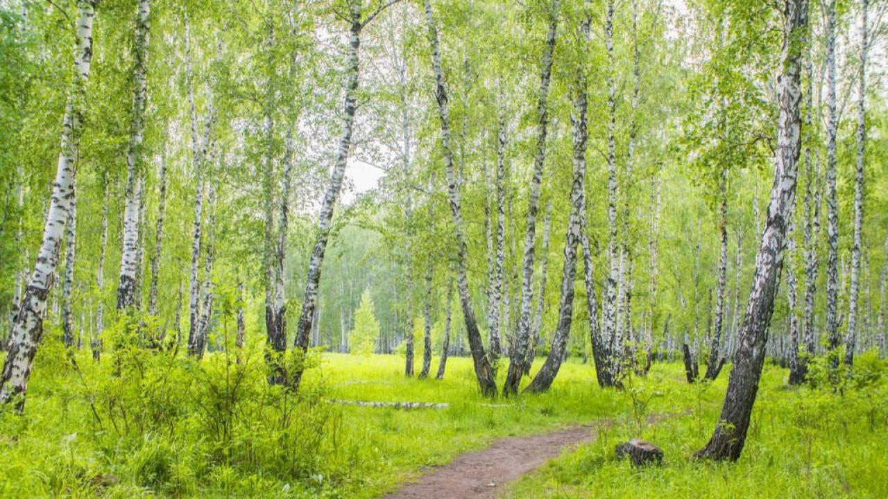 Bayburt’ta Huş Ağacı yetiştiriliyor