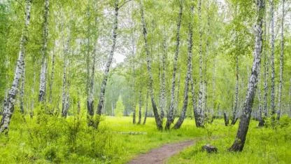 Huş Ağacı tohumları kış boyunca dinlenip bahara hazırlanıyor