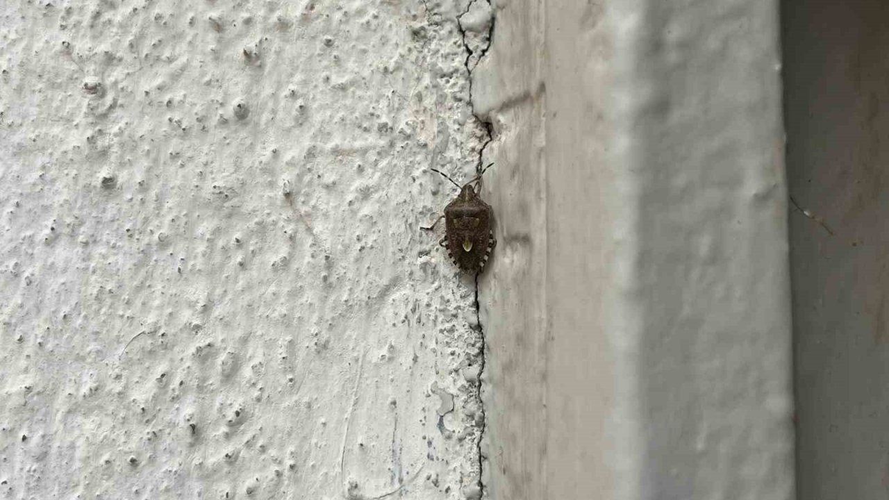 Bayburt’ta kokarca böceği görüldü