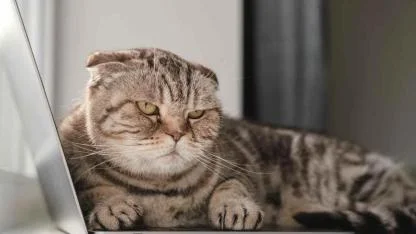 Bir kediden nasıl özür dilenir: Uzmanlar en iyi yolu açıkladı