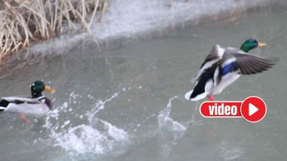 Dedepaşa Parkı’nın sevimli misafirleri sıcak havayı fırsat bildi