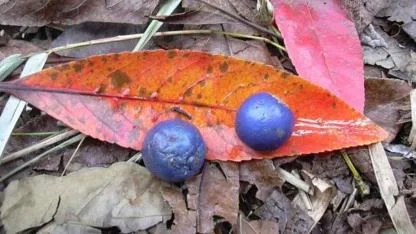 Gezegendeki tek mavi meyve aslında mavi değil! Bilim insanı nedenini açıkladı