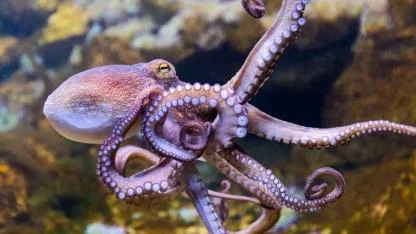 Gezegenin en zeki 10 hayvanı: Zekaları insanlarla yarışıyor