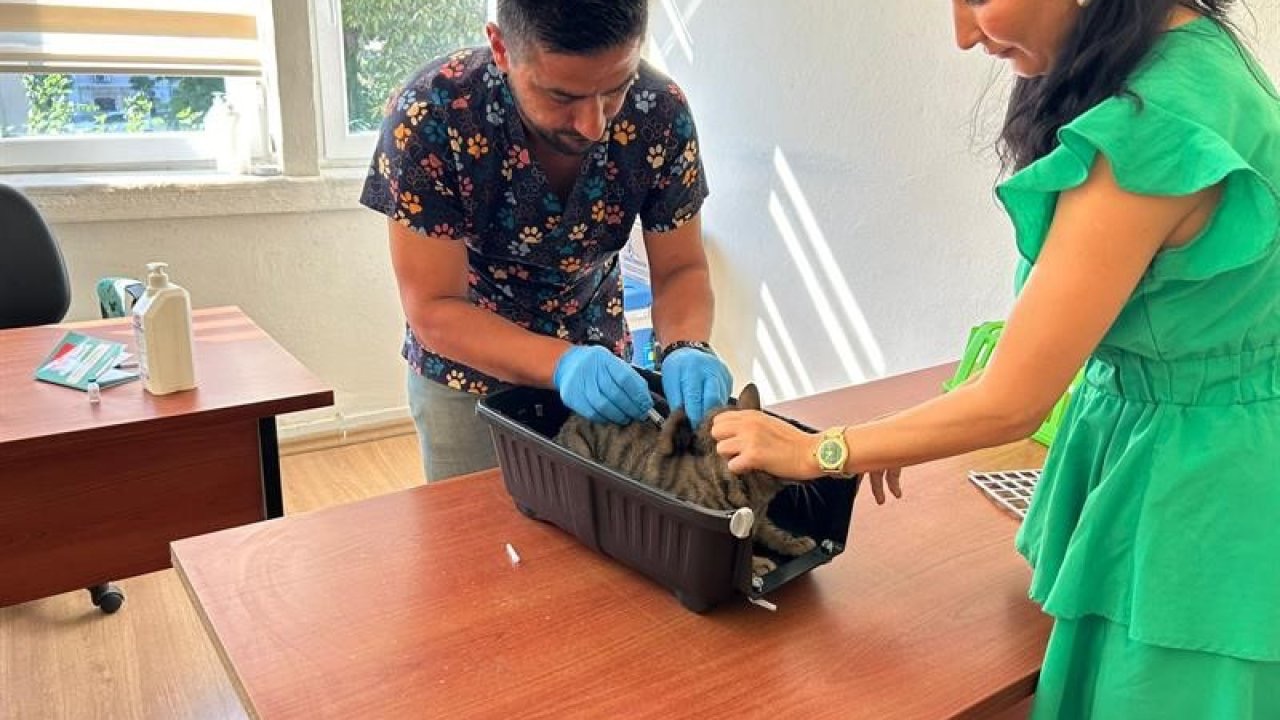 Kedi ve köpeklerin kimliklendirilmesi için son tarih 31 Aralık