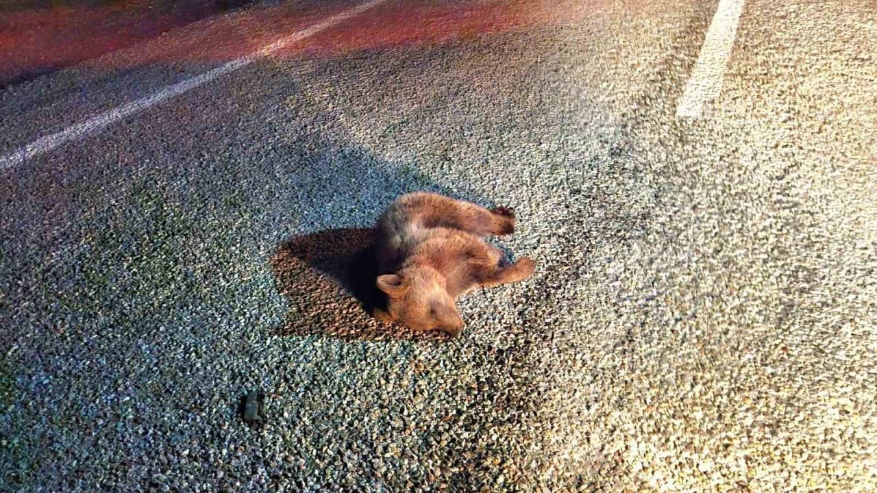 Kütahya’da yavru ayı kara yolunda telef oldu