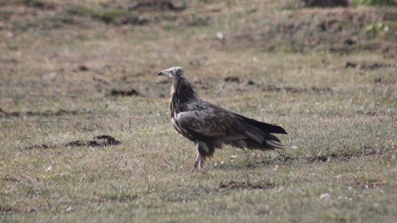 Nesli tehlike altındaki Mısır Akbabası Bayburt’ta görüldü