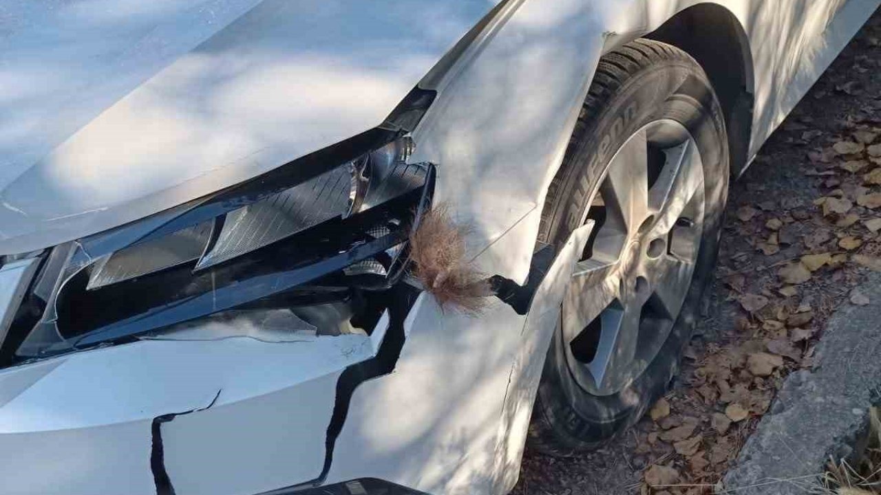 Otomobil ayıya çarptı