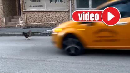 Trafikte karşıdan karşıya geçen tavuk izleyenleri gülümsetti