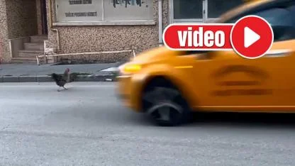 Trafikte karşıdan karşıya geçen tavuk izleyenleri gülümsetti