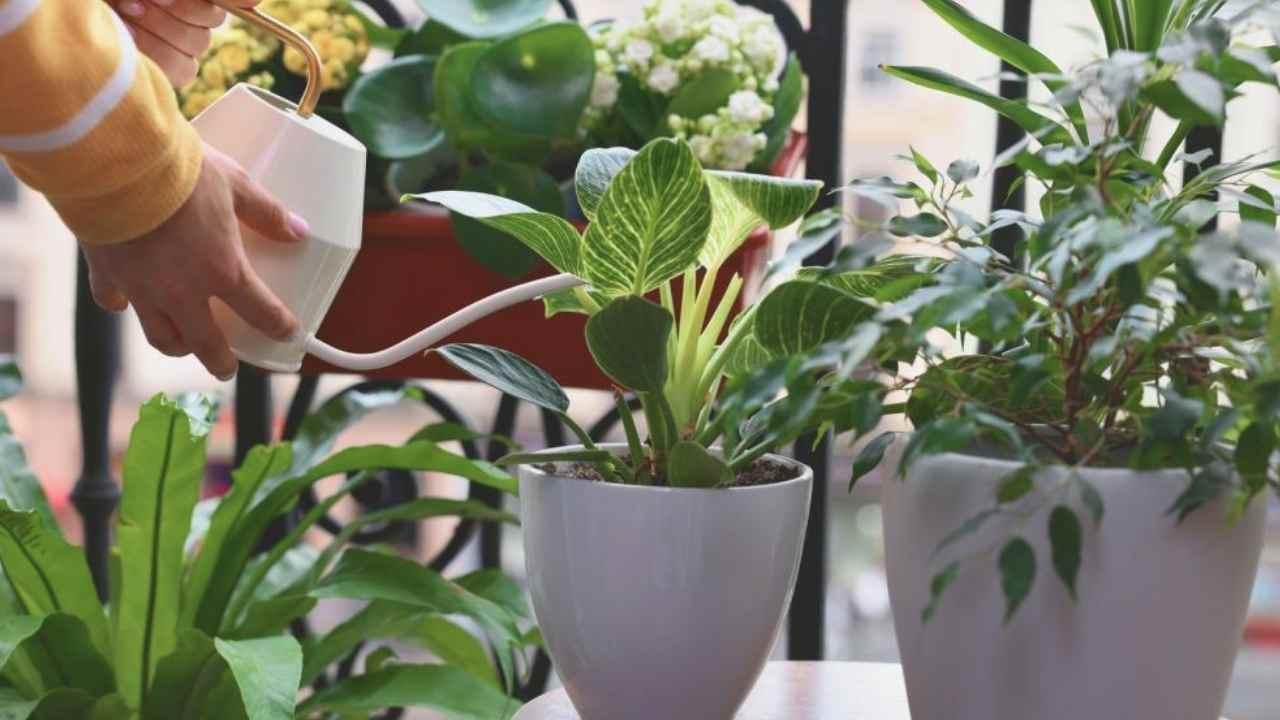 Refahı artırmak için her evde bulunması gereken bitkiler! Uzmanlar sıraladı