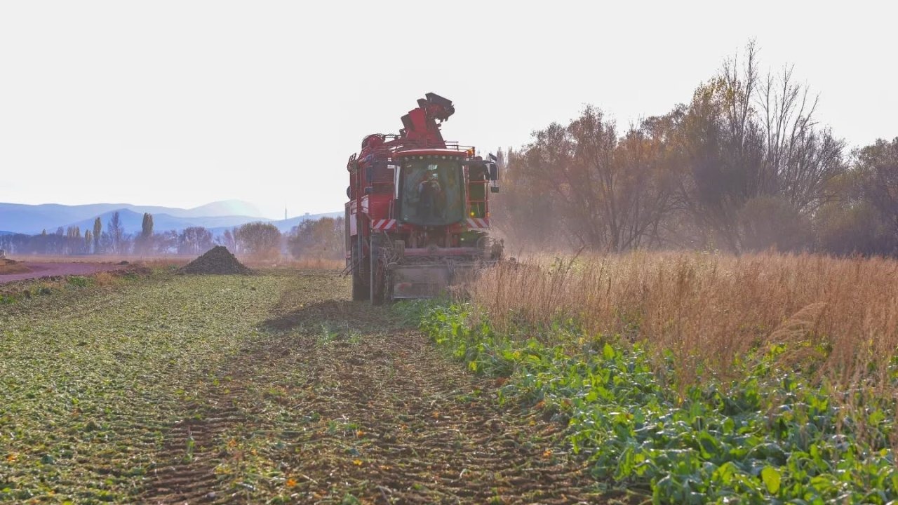 Şeker pancarı hasadı başladı