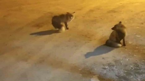 Tilkileri için yaylayı terk edip şehre gidemiyor