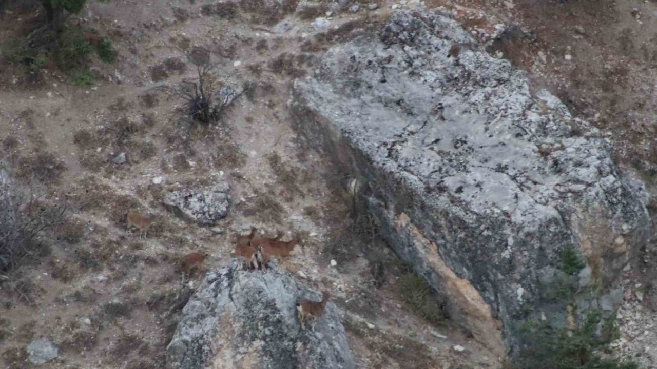 Tunceli’de vaşak görüntülendi