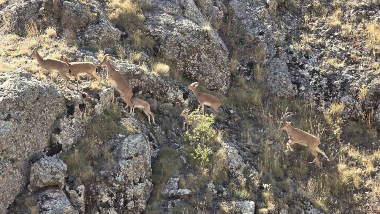 Vauk Dağı’nda yaban keçileri sürüsü görüntülendi