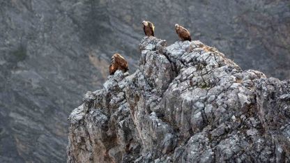 Kemaliye’de göçmen akbabalar görüntülendi