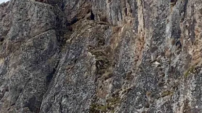 Erzincan’da mahsur kalan keçiler için JAK ve AFAD seferber oldu