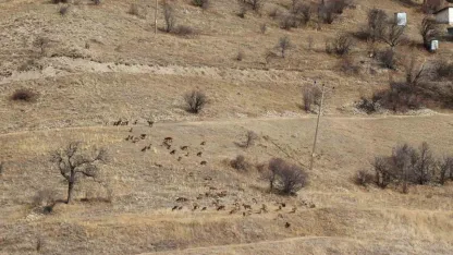Yaban keçileri tek tek sayılıyor