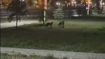 Bayburt şehir merkezinde sevimli misafirler