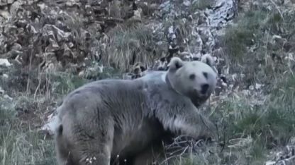Erzincan’da kış uykusuna hazırlanan iki ayı görüntülendi