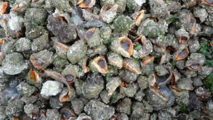 Karadeniz için en büyük iki tehdit: "Deniz salyangozu ve taraklı medüz"