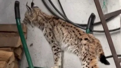 Yolunu şaşıran vaşak Torul ilçe merkezine indi