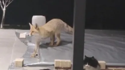 Tilki kedinin saldırısına uğradı