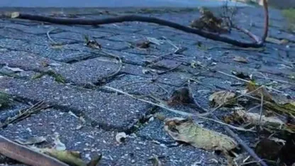 Artvin’in ardından Trabzon’da da yılanlar kış uykusuna yatmadı