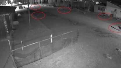 Kurtların köpeği tuzağa çektiği anlar kamerada