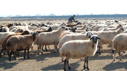 Erzincan’da sürüler merada