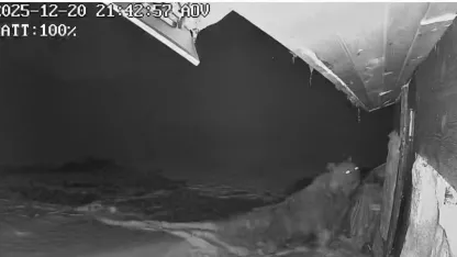 Ayılar kış uykusu nedir bilmiyor, yayla evlerine saldırıları sürüyor