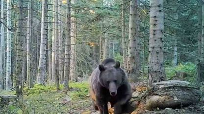 Uzmanlar kış uykusuna yatmaya hazırlanan ayılar konusunda uyardı