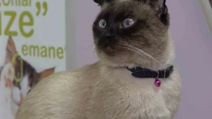 Evcil hayvan sahiplerine "mikroçip" uyarısı: Son gün 31 Aralık, taktırmayana ceza