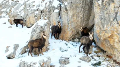 Munzur’un beyaz zirvesinde şamualar görüntülendi