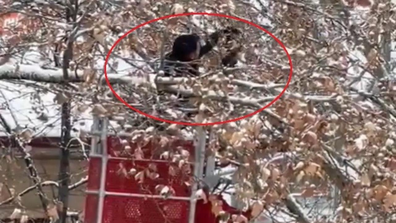 Ağaç dallarına takılan kargayı itfaiye kurtardı