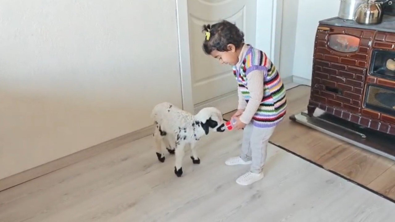 Annesinin reddettiği kuzuya 3 yaşındaki Ezo’nun şefkati yürekleri ısıttı