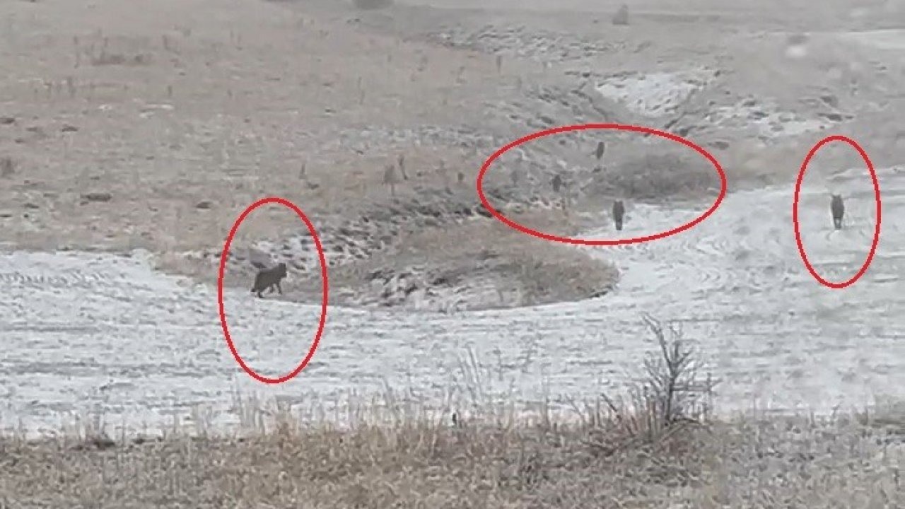 Bayburt’ta kurt alarmı: Aç kalan sürüler yerleşim yerlerine indi!