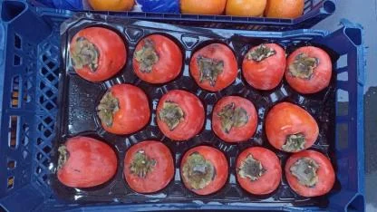 C vitamini deposu hurma 100 TL’yi buldu