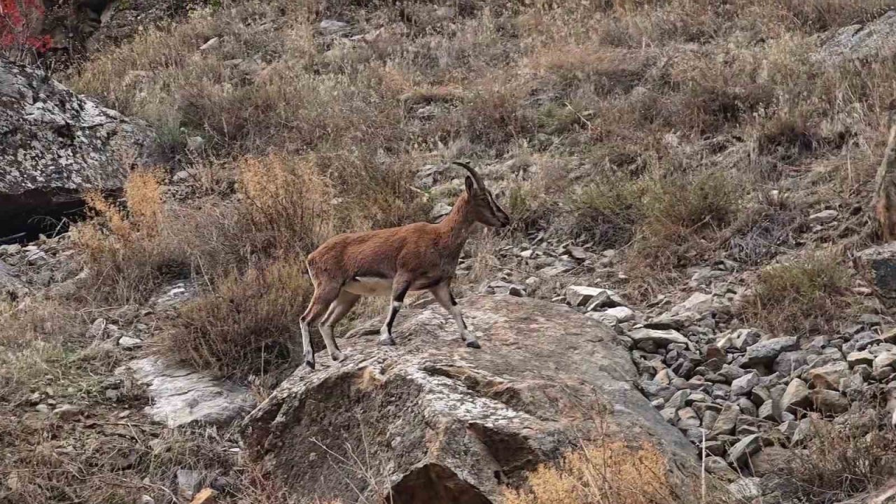 Dağ keçileri karayolu kenarına indi, görenler cep telefonlarına sarıldı